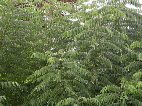 Food 30: Fresh Kadi Patta / Curry Leaves (Mahanimbine Alkaloids)