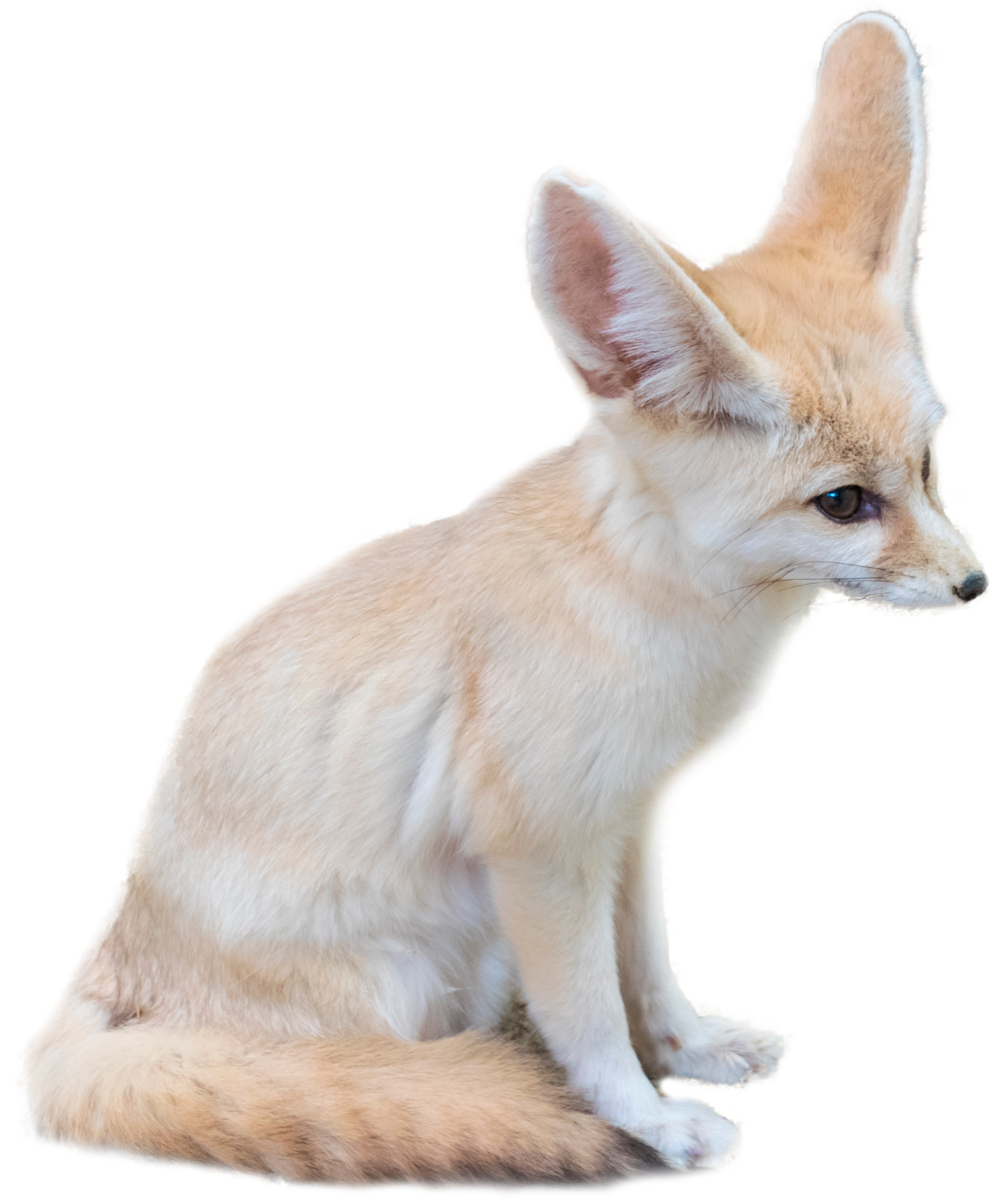 fennec fox