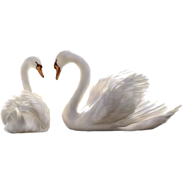 swan