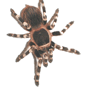 tarantula