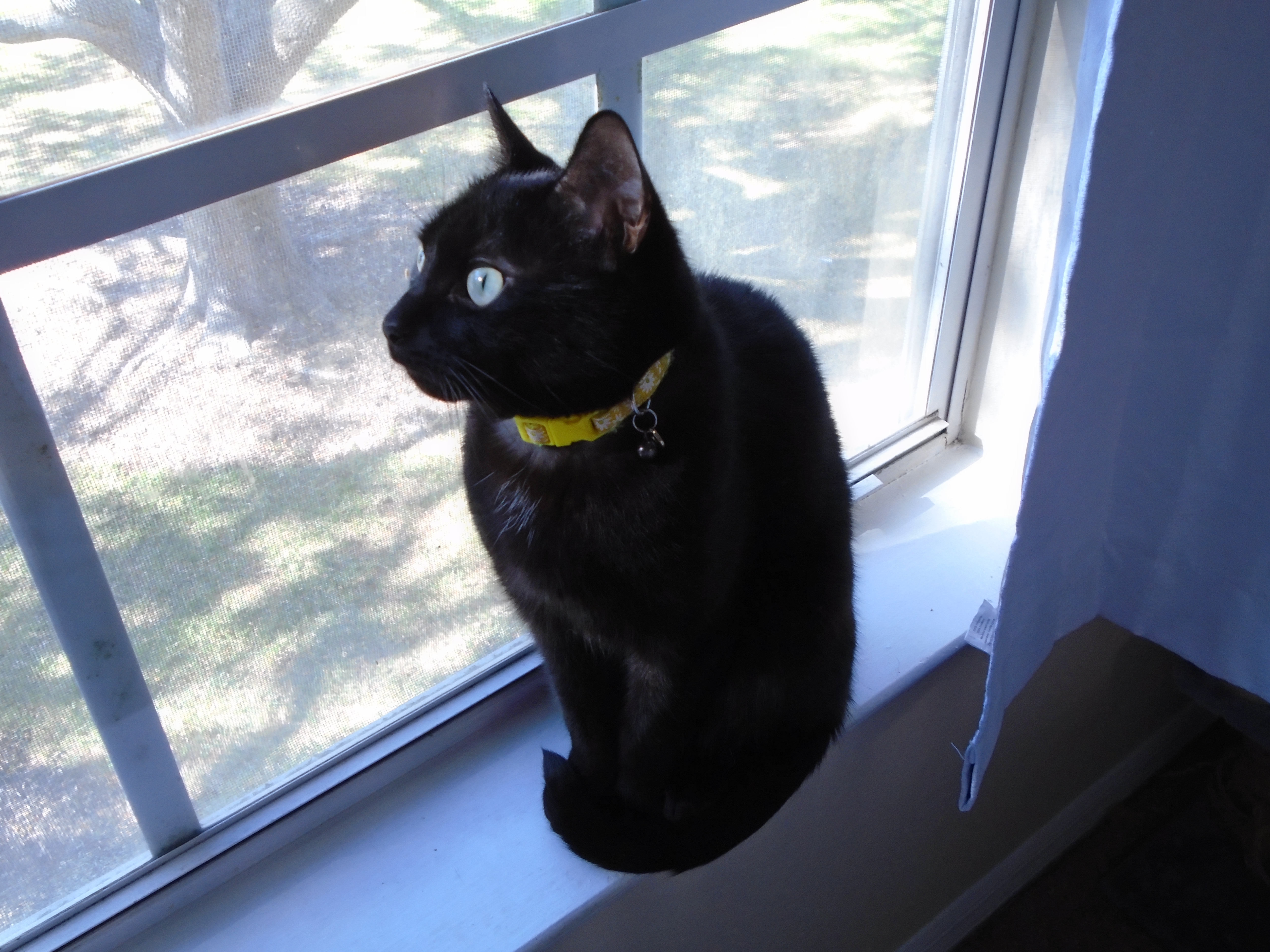 Miso sitting in his favorite window