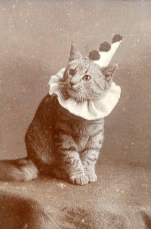 ClownCat