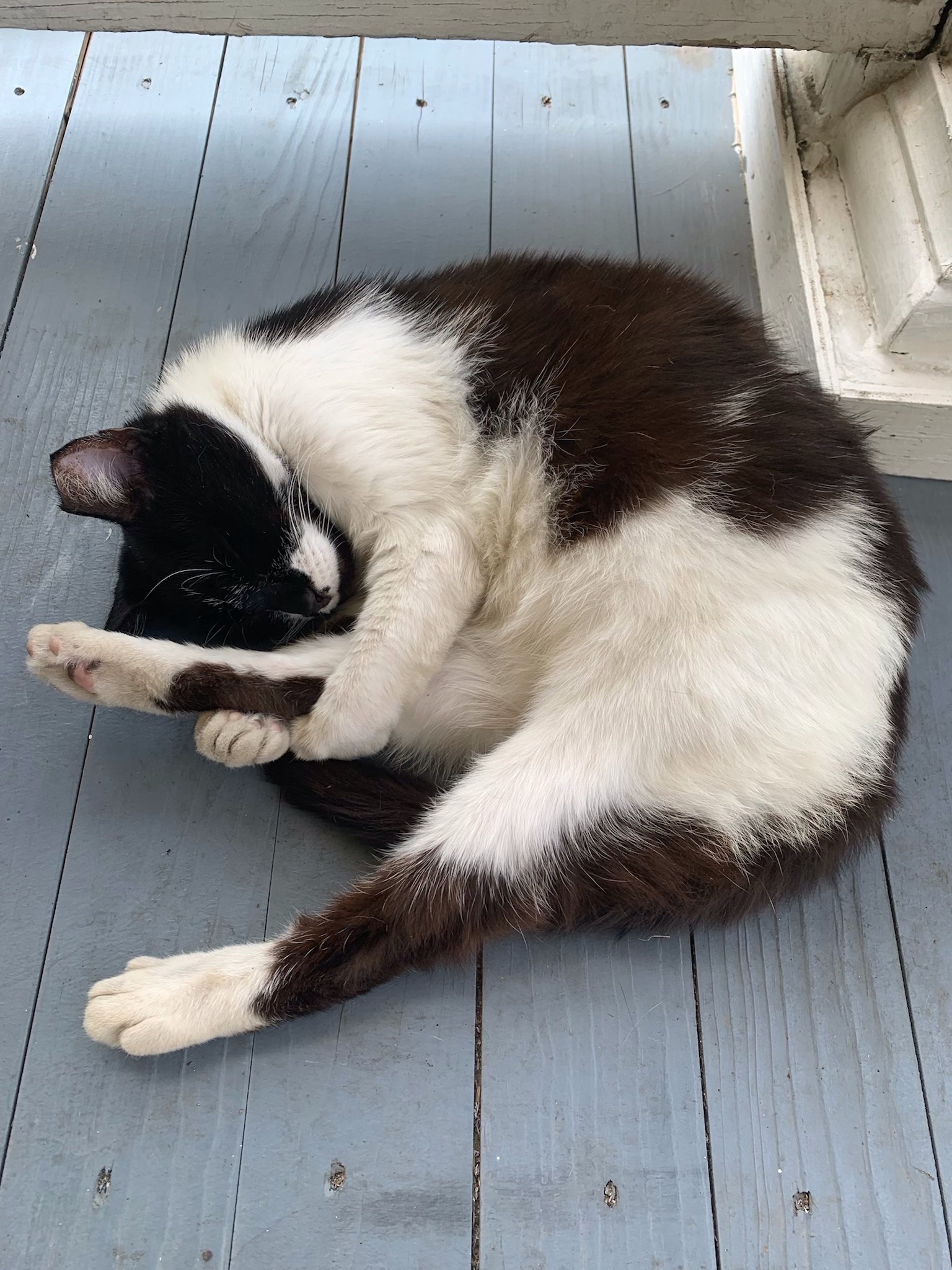 a photograph of a black and white cat hugging its back paw as its resting. its lying on a desaturated blue wooden balcony.
