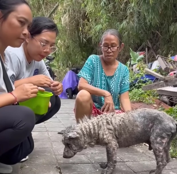 Dog Rescue Body Image