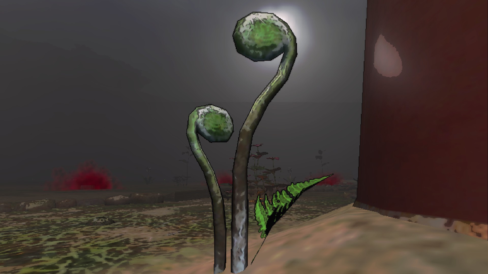 A curled 'fiddlehead' plant.