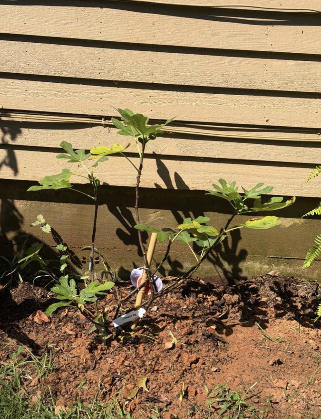Young fig tree freshly planted beside the house