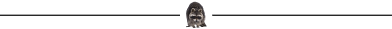 raccoon2