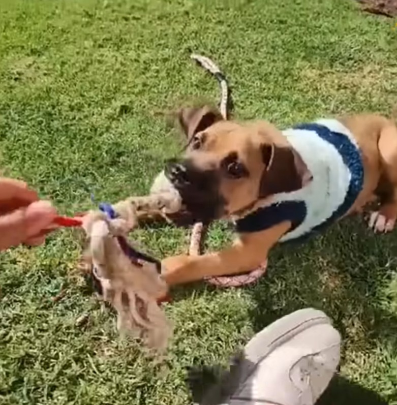Puppy during recovery