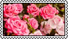pink flowers