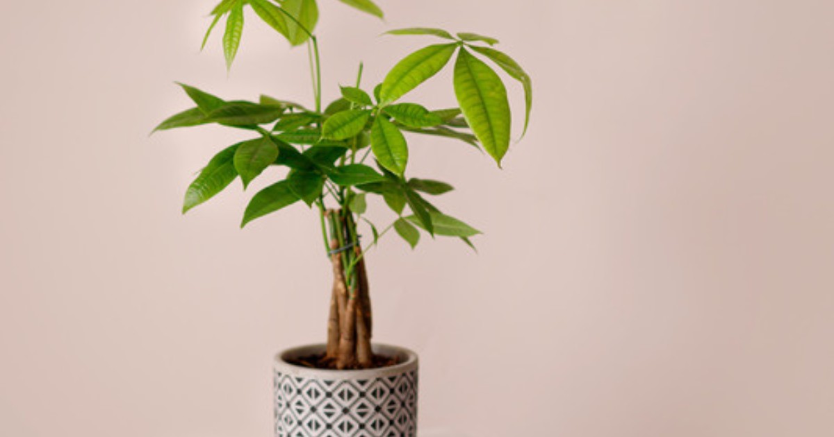Young Pachira aquatica money tree with a tightly braided trunk and bright green foliage
