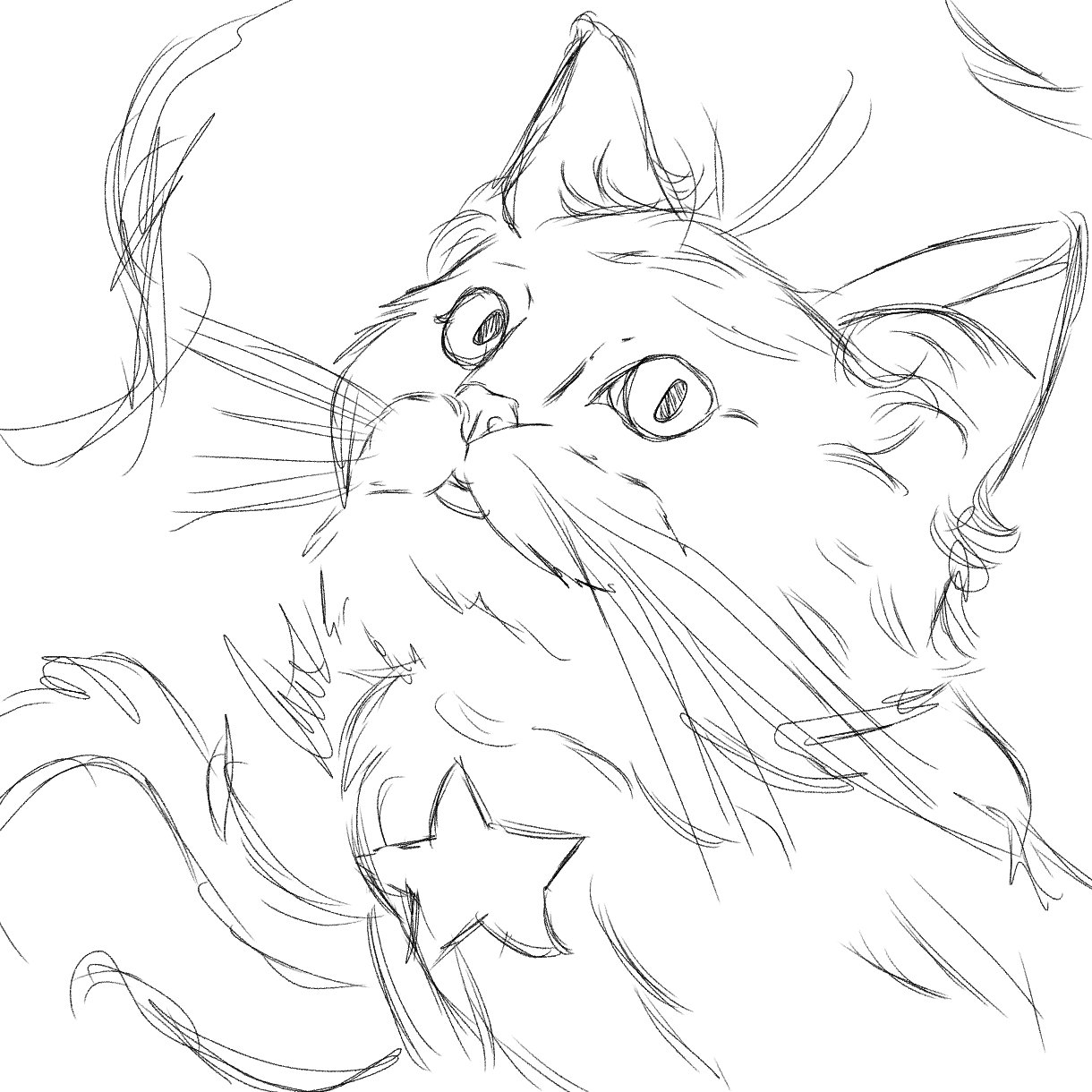 cat line sketch