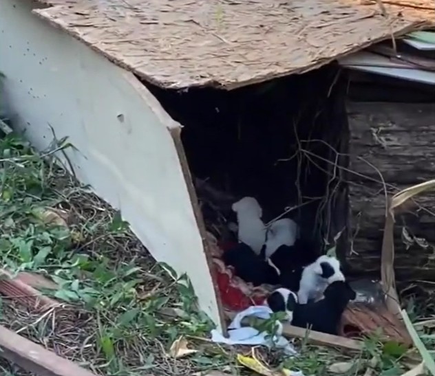 Rescue Dog Scene