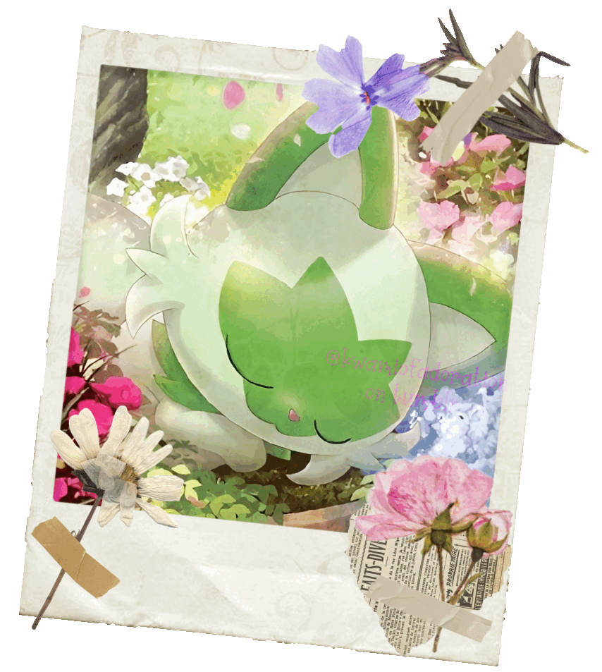 A polaroid of TCG Sprigatito Artwork, it transitions to 3 different artwork. It is also filled with dried pressed flowers taped onto the polaroid. It is watermarked with a small "KWAMIOFADORATION ON TUMBLR" to prevent stealing. 
