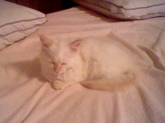 Ángel loafed up on my parent's bed. His sweet eyes are closed. He is sleeping peacefully.