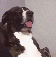 y6nbio.gif
