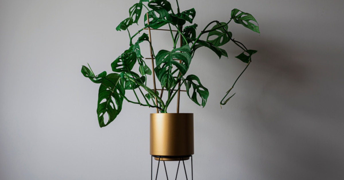 Monstera Adansonii styled in a gold planter with trellis against a gray wall