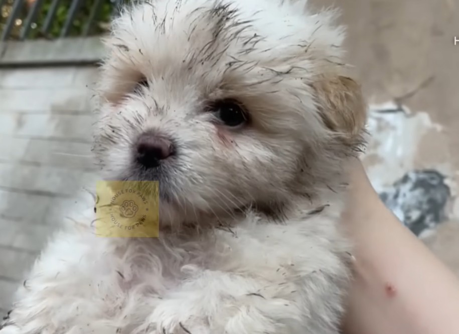 Stray dog rescue