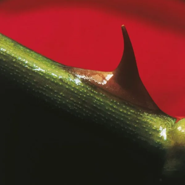 Night Song - Nusrat Fateh Ali Khan & Michael Brook