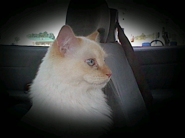 A rather cinematic shot of Ángel's left profile as he looks to the rigt. His pose makes him looks like a mighty lion here. He is inside our old famiily car and most likely looking at something on the other side of the windsheild as he's staring attentively straight ahead.