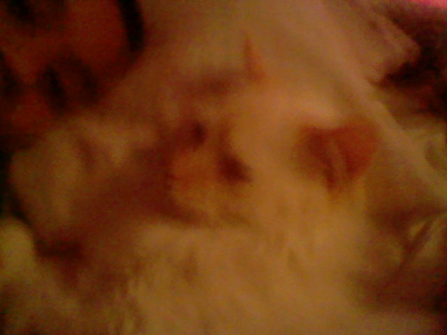 A second close-up selfie I took of Angel only this time, It;s a bit blurry and Angel;s eyes are half-closed. A portion of my head is in the upper left-hand corner of the photo.