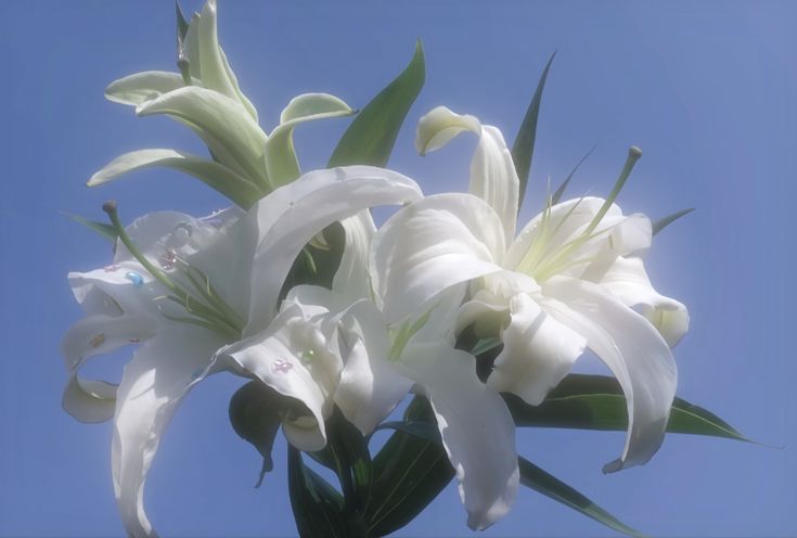 lilies