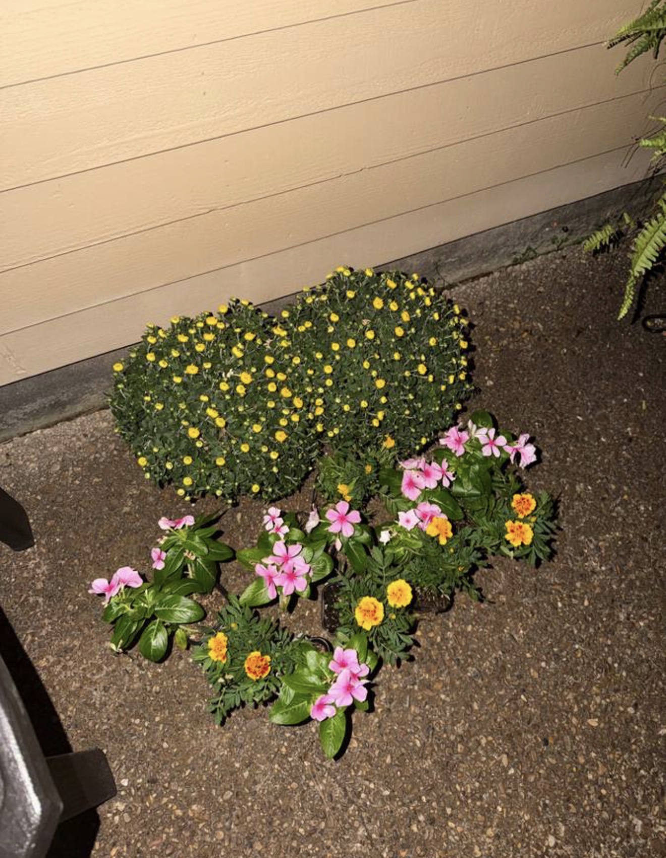 Yellow and pink flowering plants laid out before planting