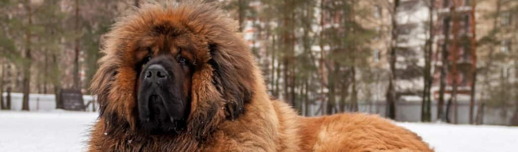 a tibetan mastiff bear dog