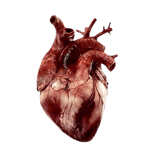 cemetery collective.'s avatar