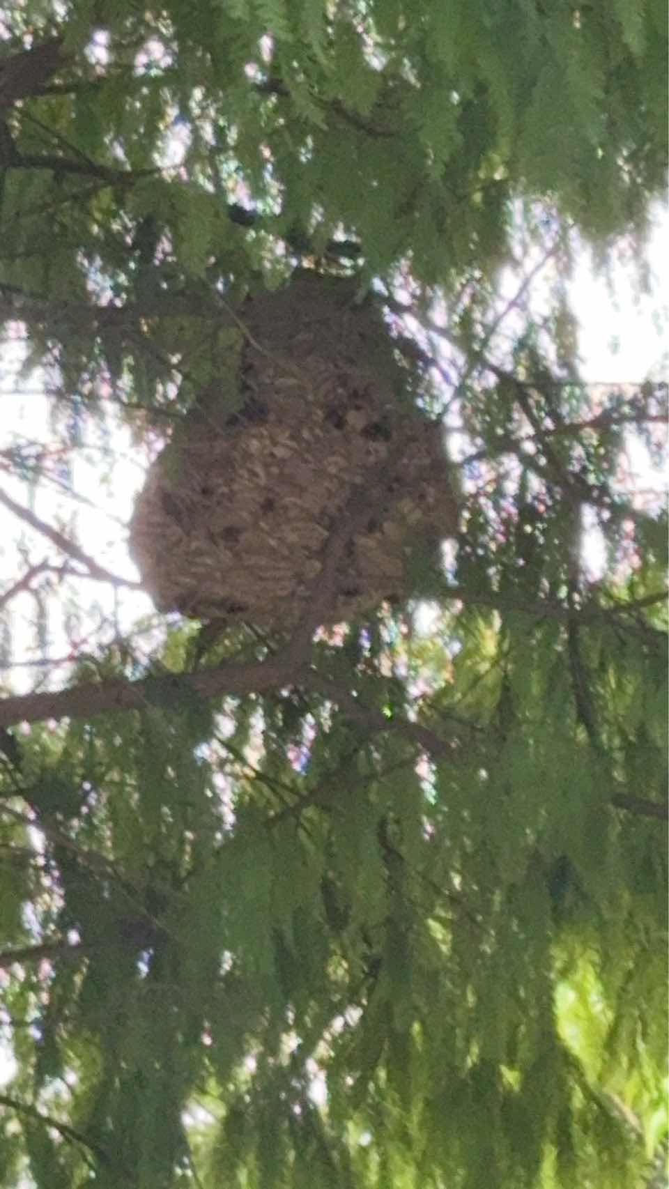 [問卦] 摘虎頭蜂窩才賺500喔？