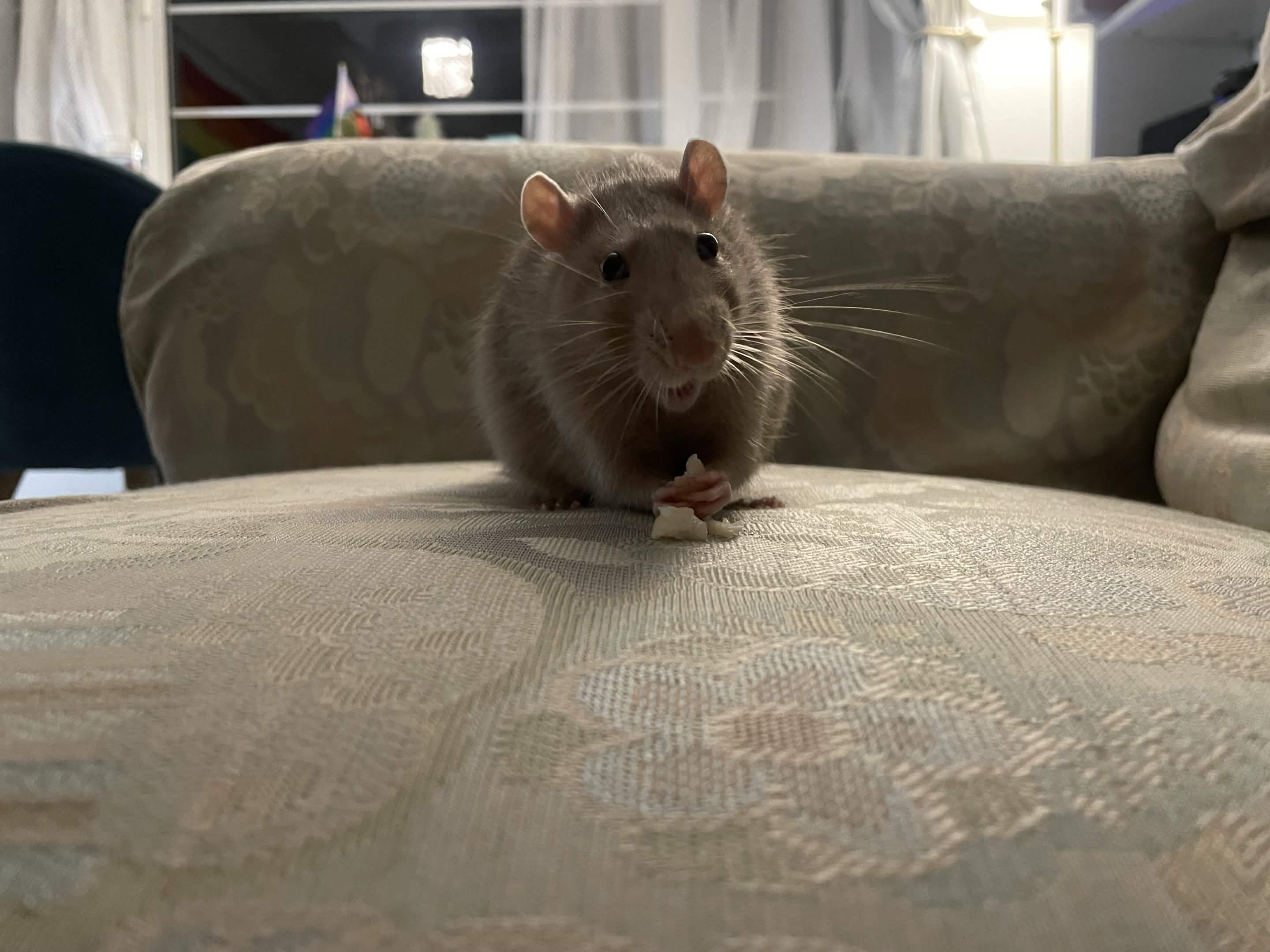 Cheatsheet image example