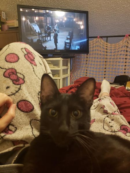 My cat