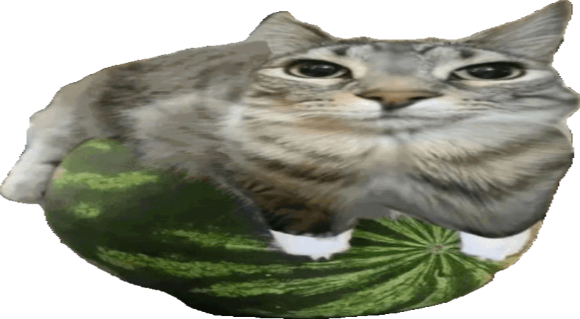 Watermelon Cat