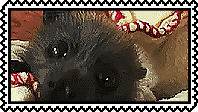 bat
