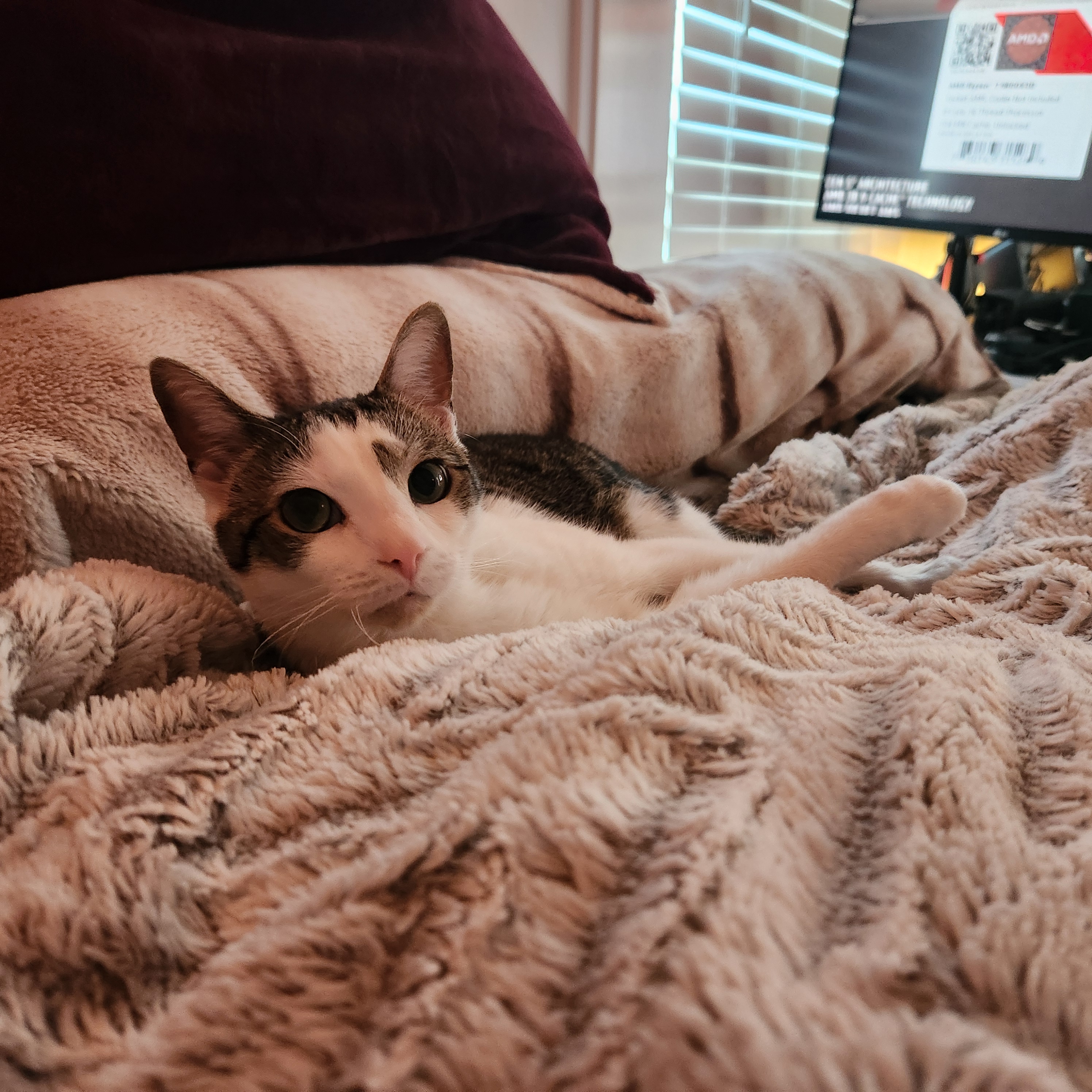 A white and brown-patterned cat curled up in a human bed - had to replace this picture afterwards because the old link died