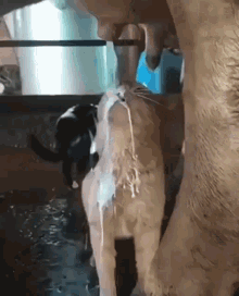 zf57ik.gif