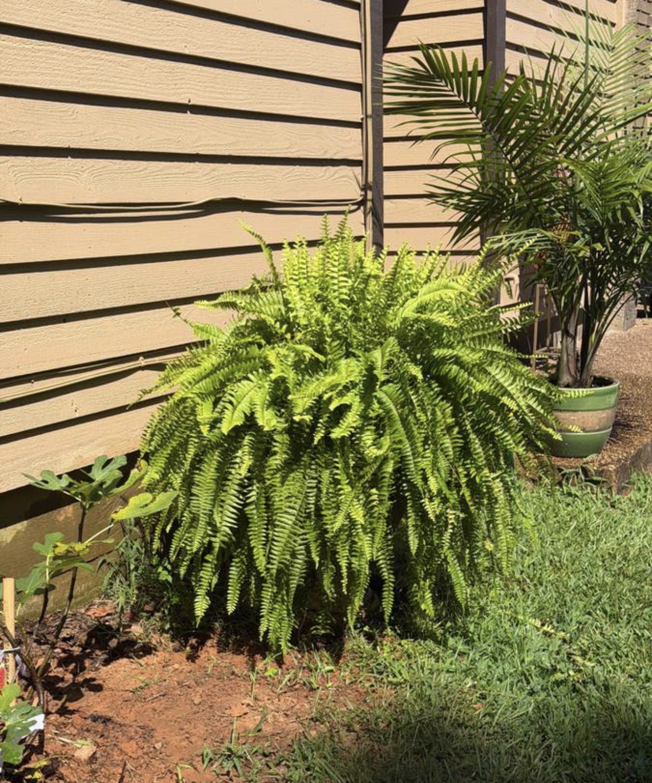 Large bright green fern against the house