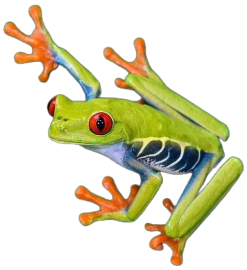 a picture of a red-eyed tree frog.